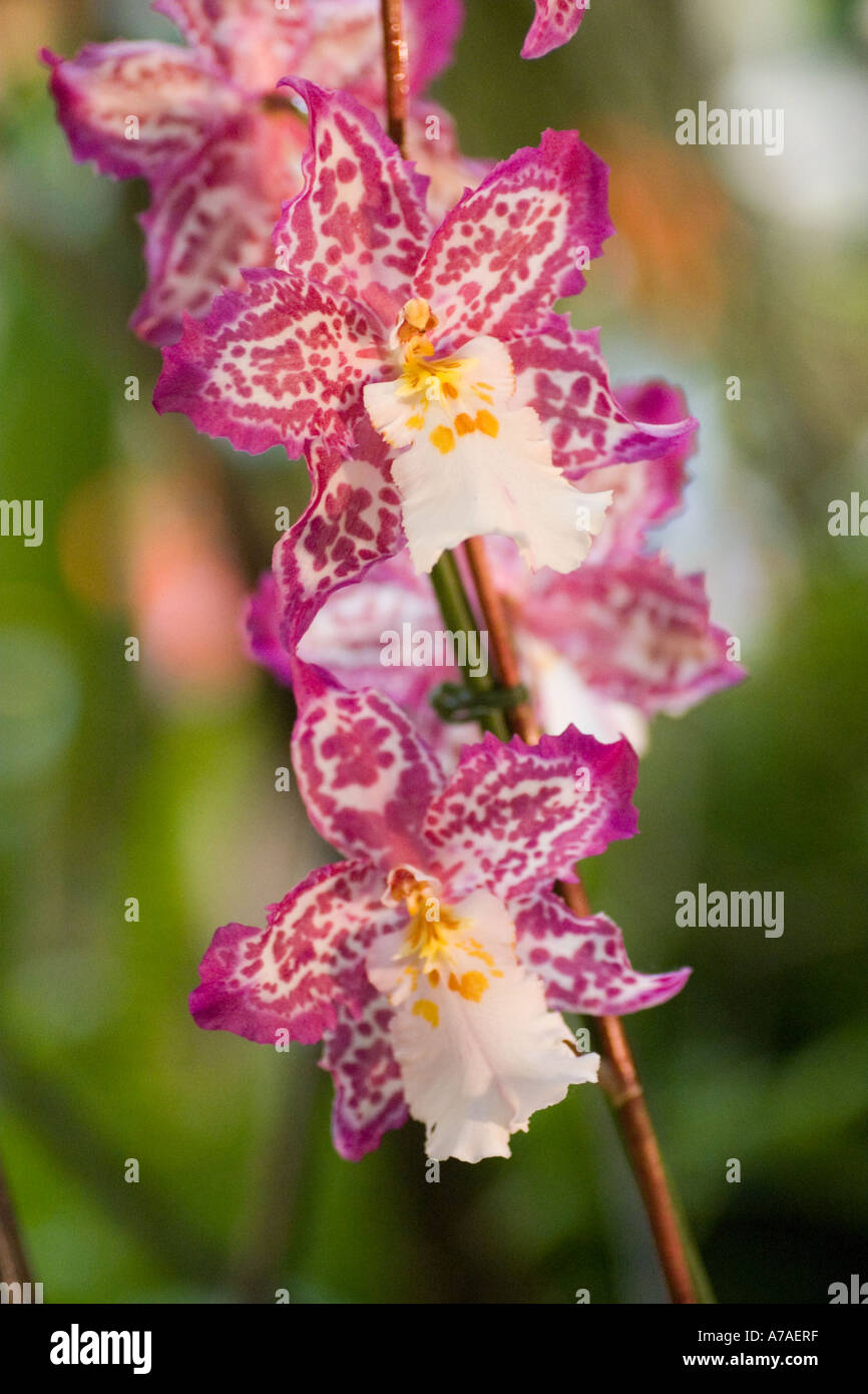 Orchid Wilsonara 'Brume de Valec' Stock Photo