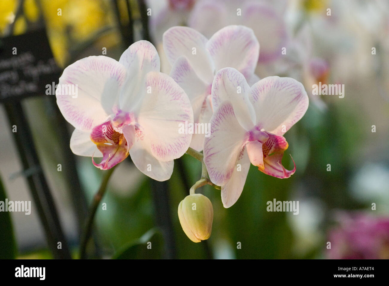 Phalaenopsis orchid Newberry Parfait 'Picotee' Stock Photo