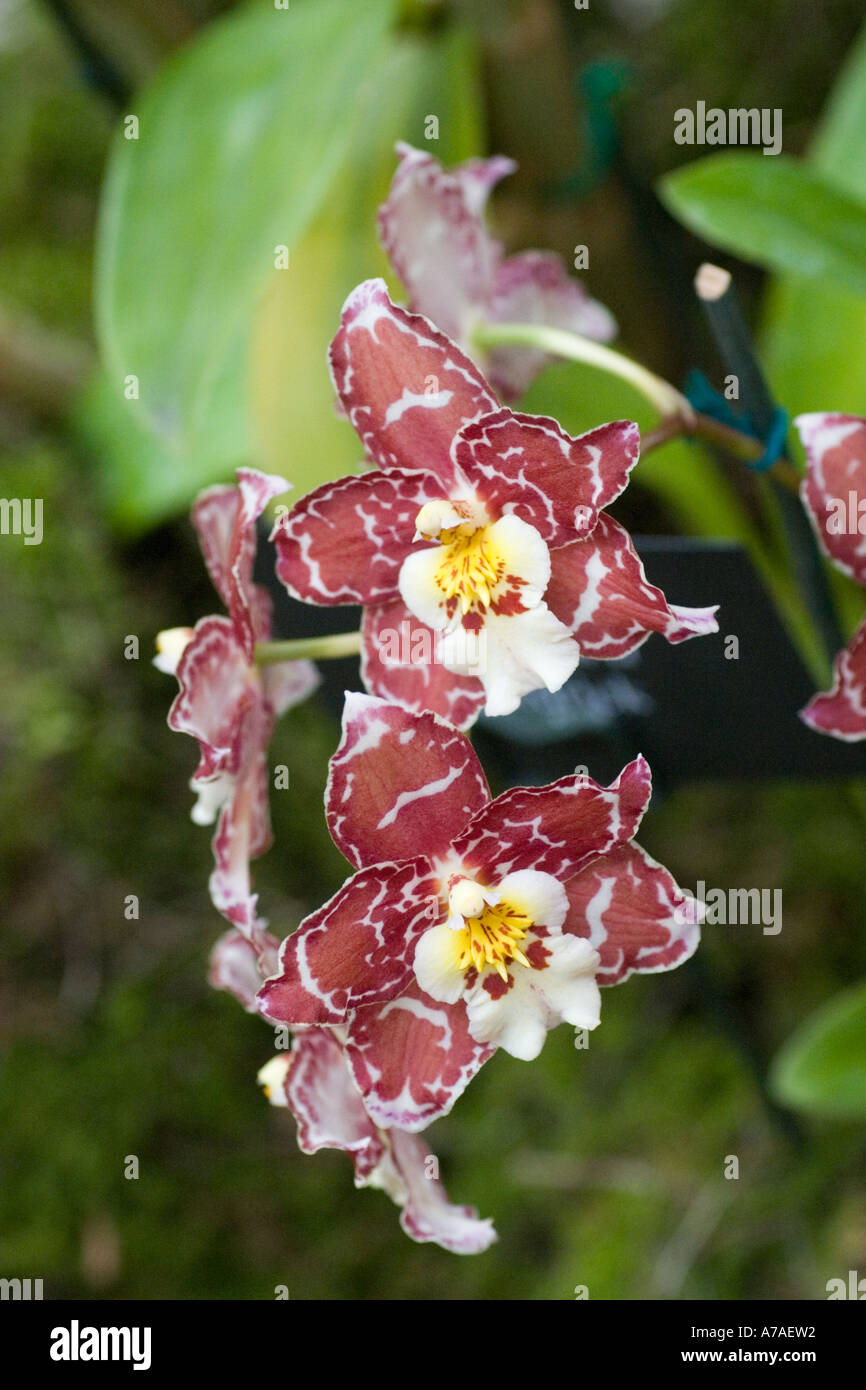 Orchid Wilsonara Kendrick Stock Photo