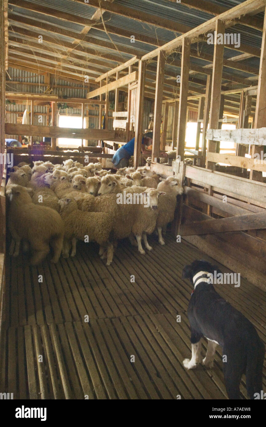 New Zealand Waiheke Island Auckland Shearing sheep in wool shed Tick blood stained floor Shearer
