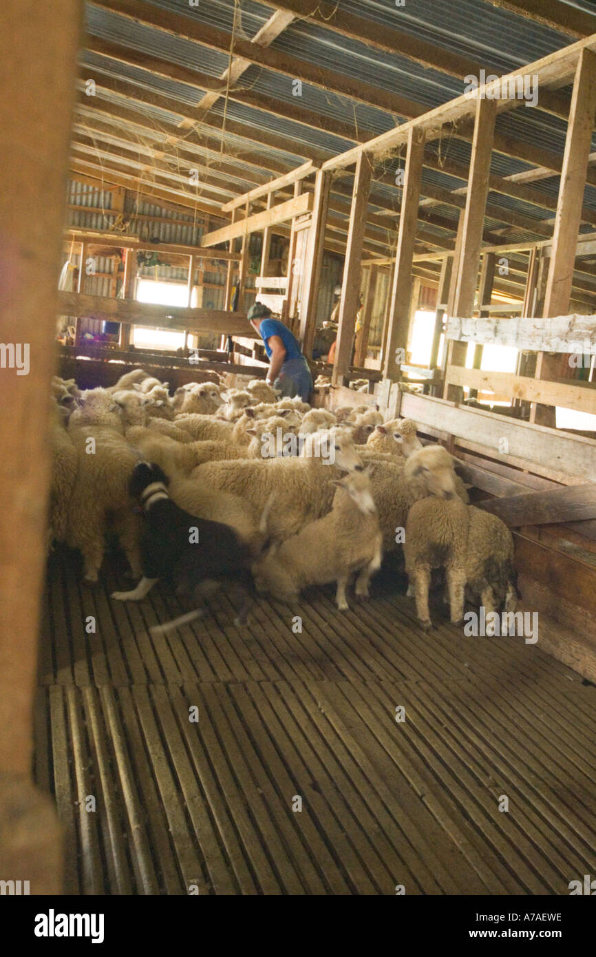 New Zealand Waiheke Island Auckland Shearing sheep in wool shed Tick