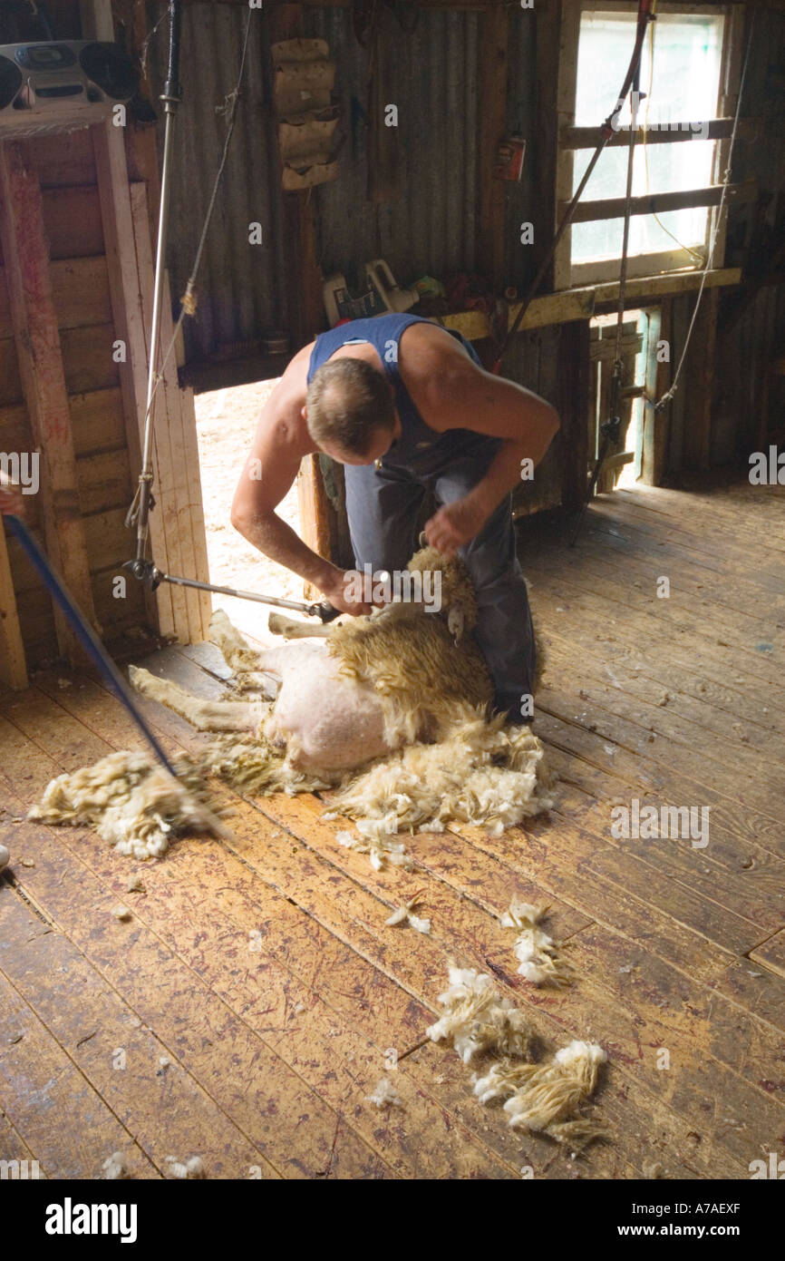 Female sheep shearer hires stock photography and images Alamy