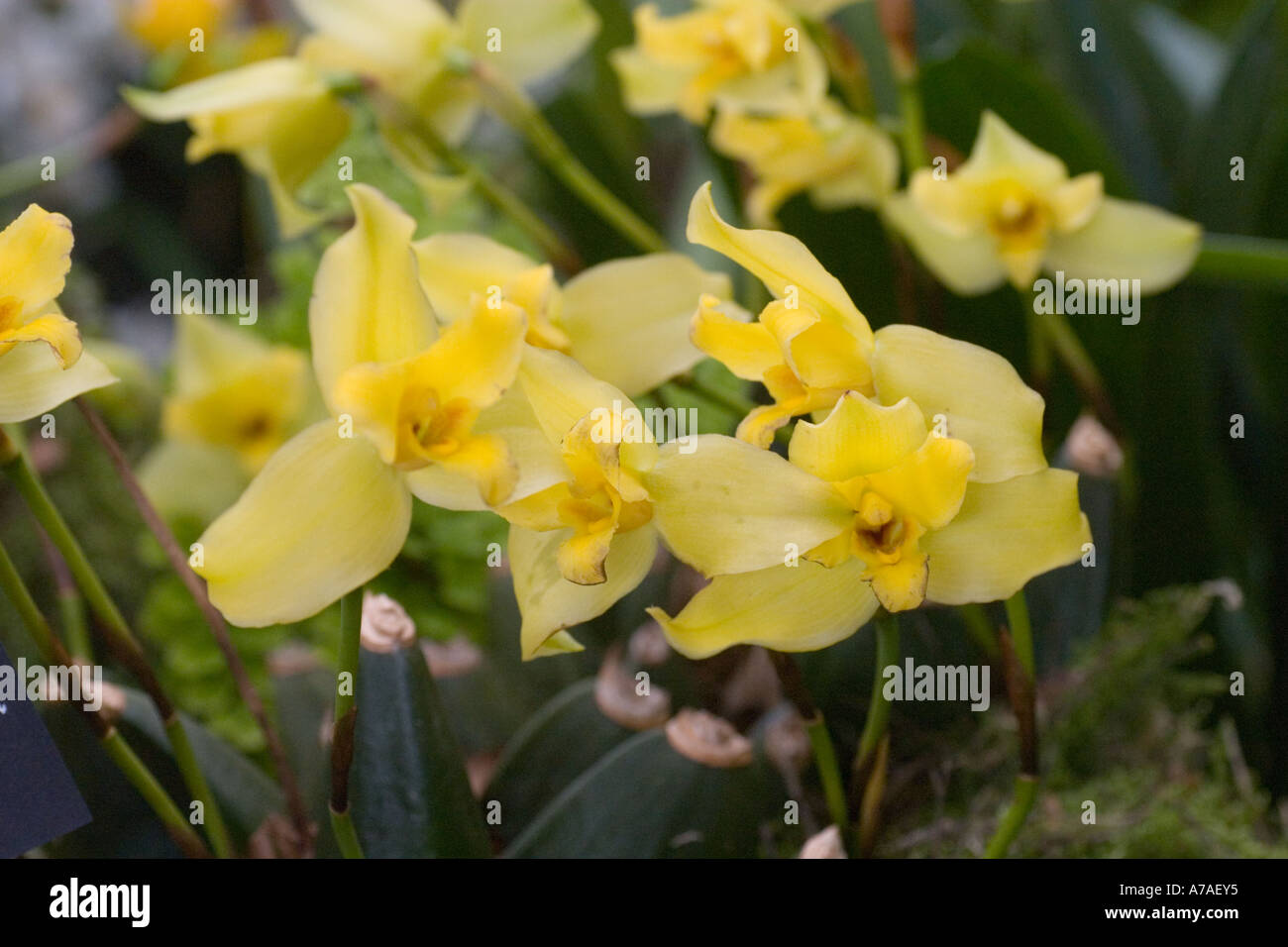 Orchid Lycaste Mem. Bill Congiorton 'Corona' Stock Photo