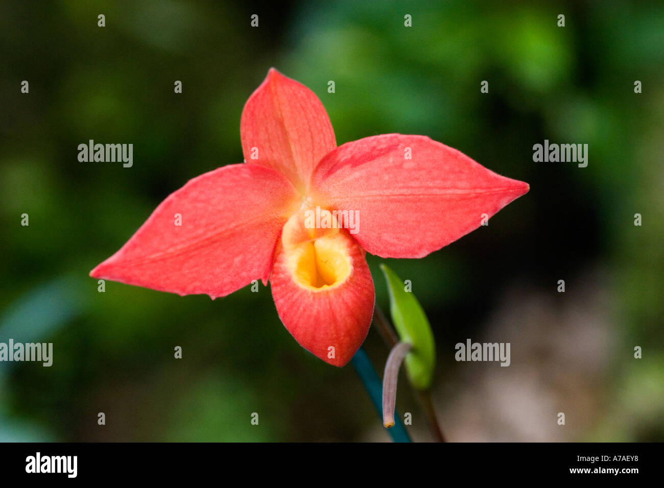 Orchid Phragmipedium Don Wimber Stock Photo