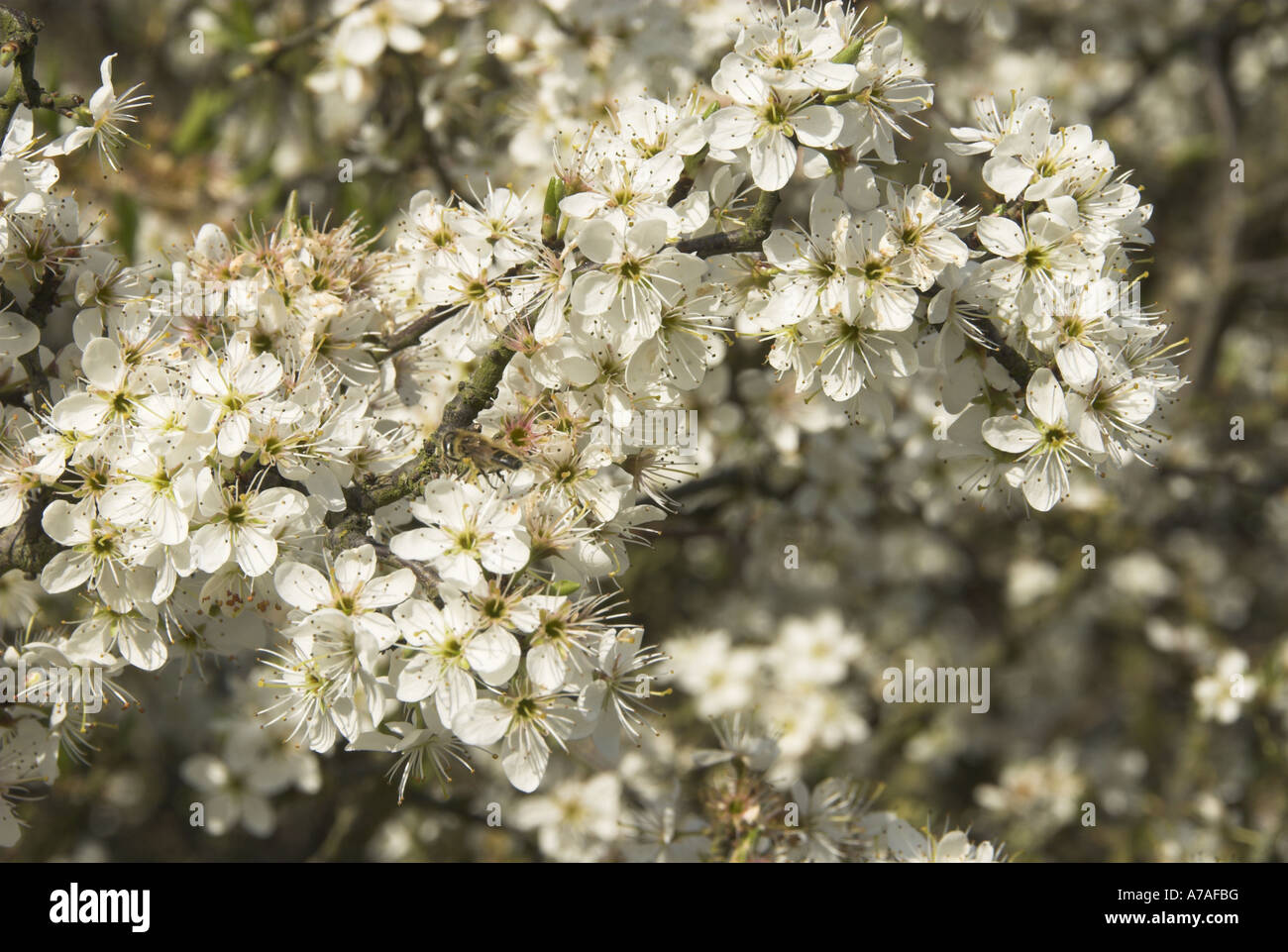 Blackthorn prunus spinosa in full blossom Norfolk Uk April Stock Photo