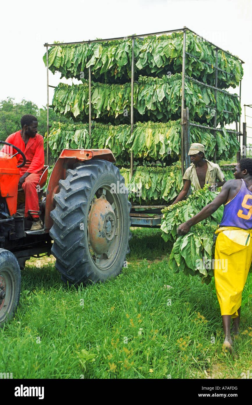 Africans hanging racks of tobacco leaves on trailer to dry at plantation in Zimbabwe Stock Photo