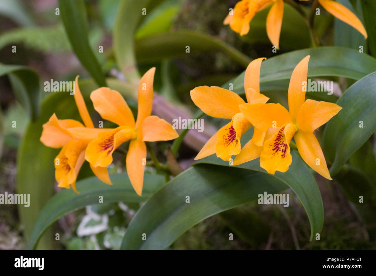 Orchid Laeliocattleya Gold Digger Stock Photo