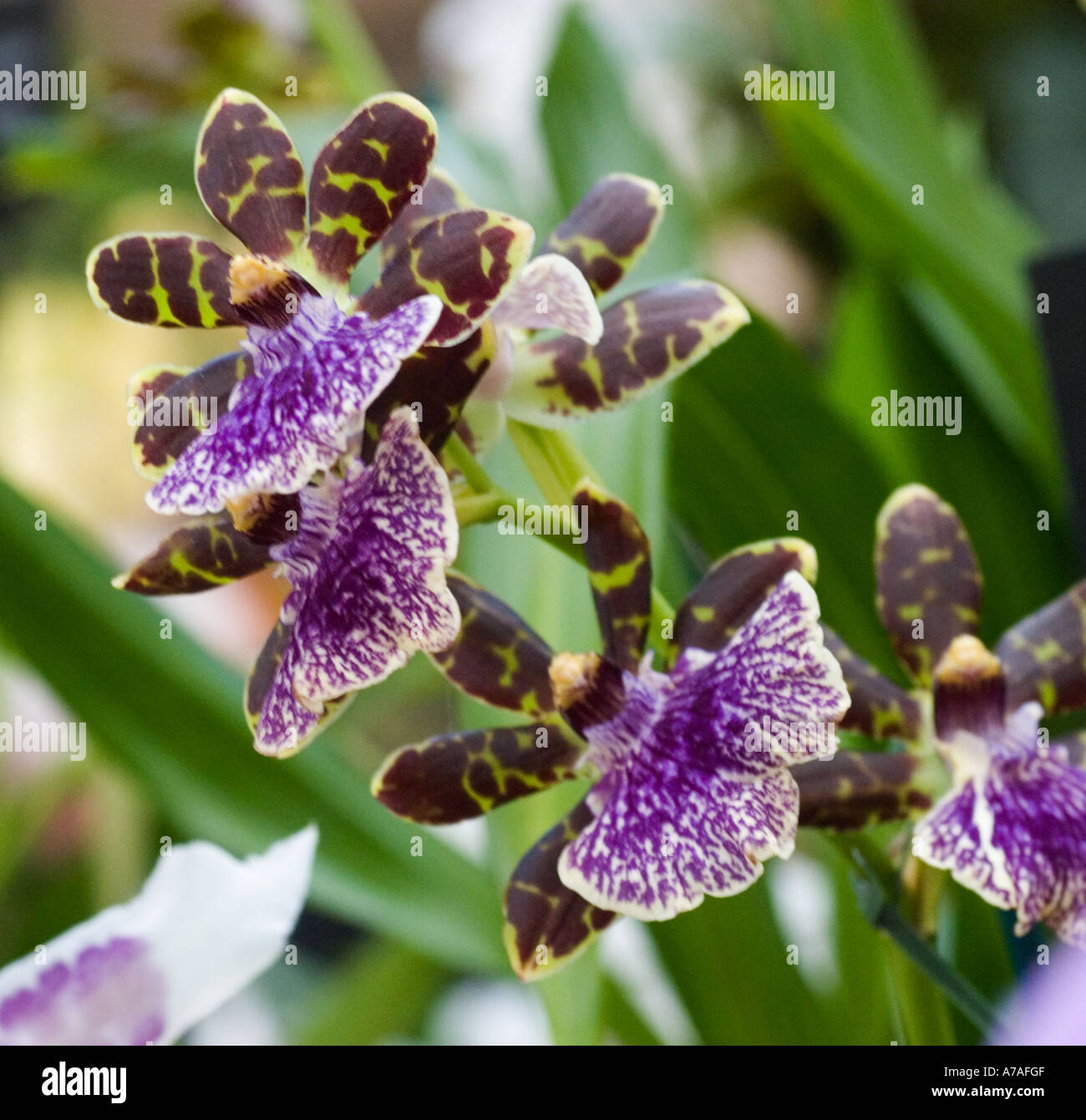 Orchid Zygopetalum Advance Australia Stock Photo