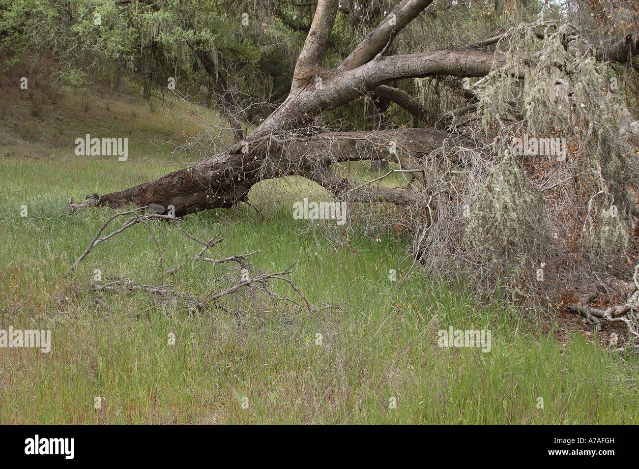 Dead Oak Tree Stock Photo Alamy