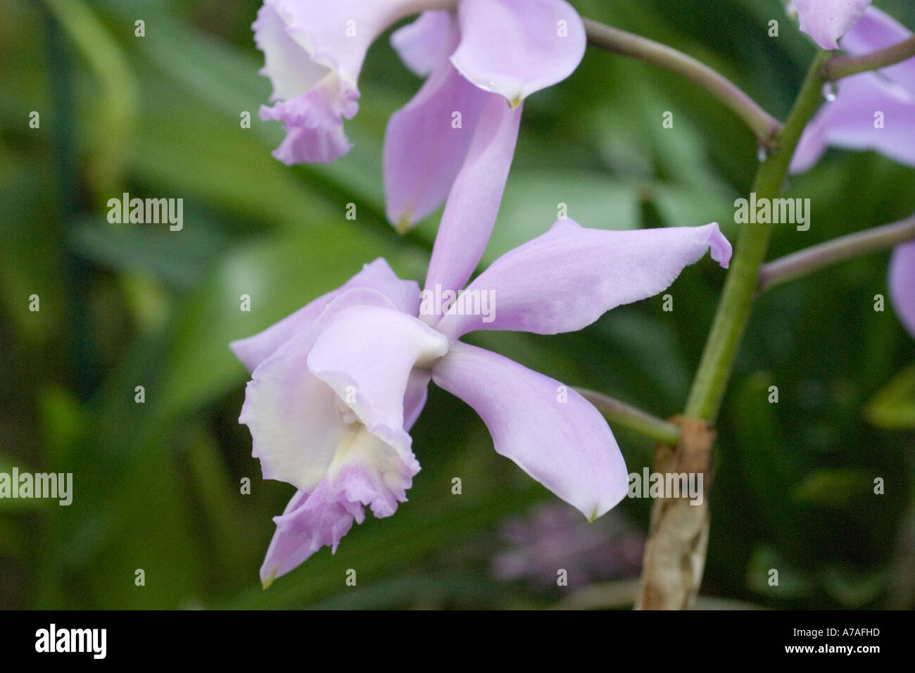 Orchid Cattleya loddigesii Stock Photo