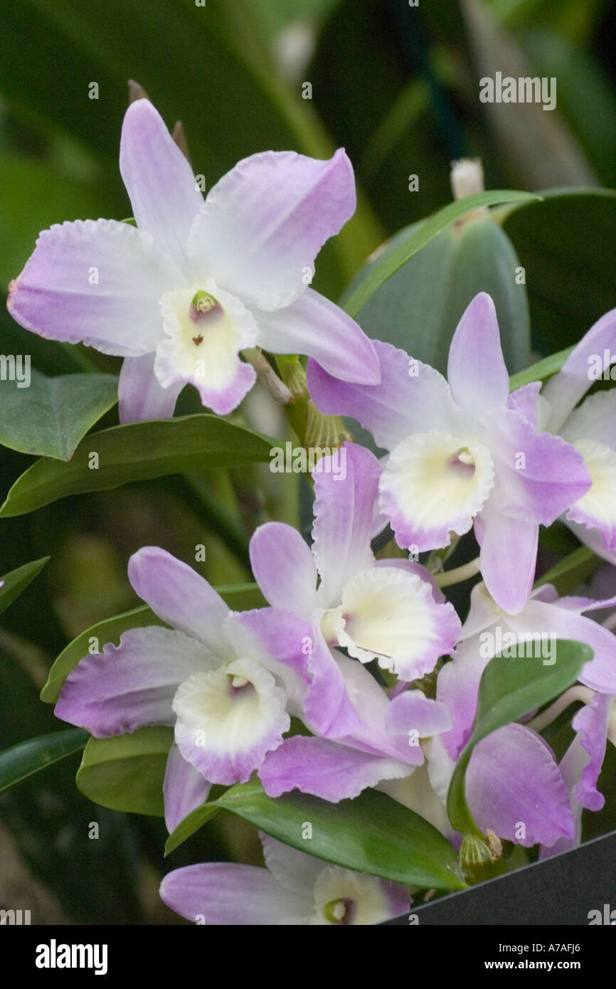 Orchid Dendrobium Hybrid Stock Photo