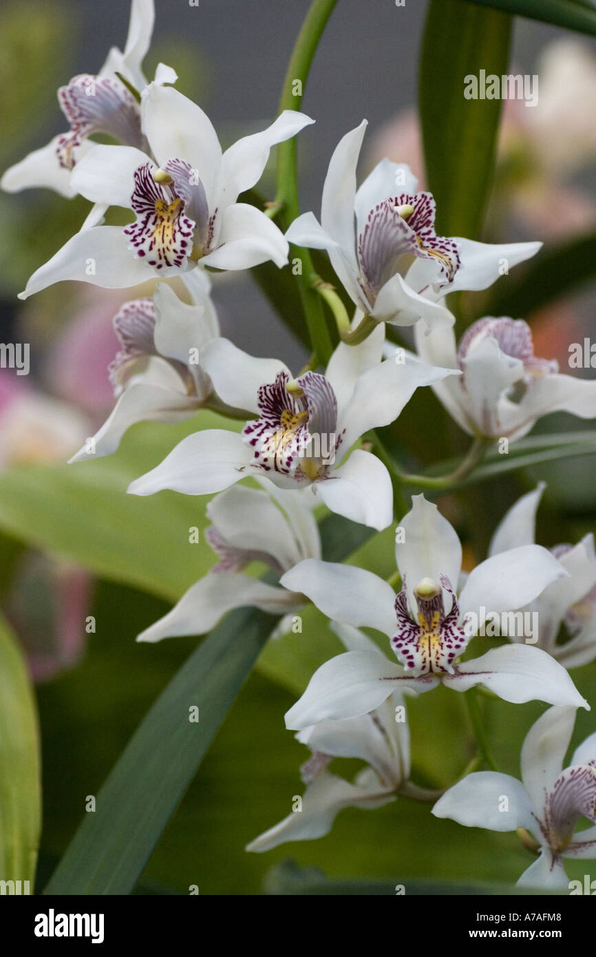 Orchid Cymbidium insigne Stock Photo