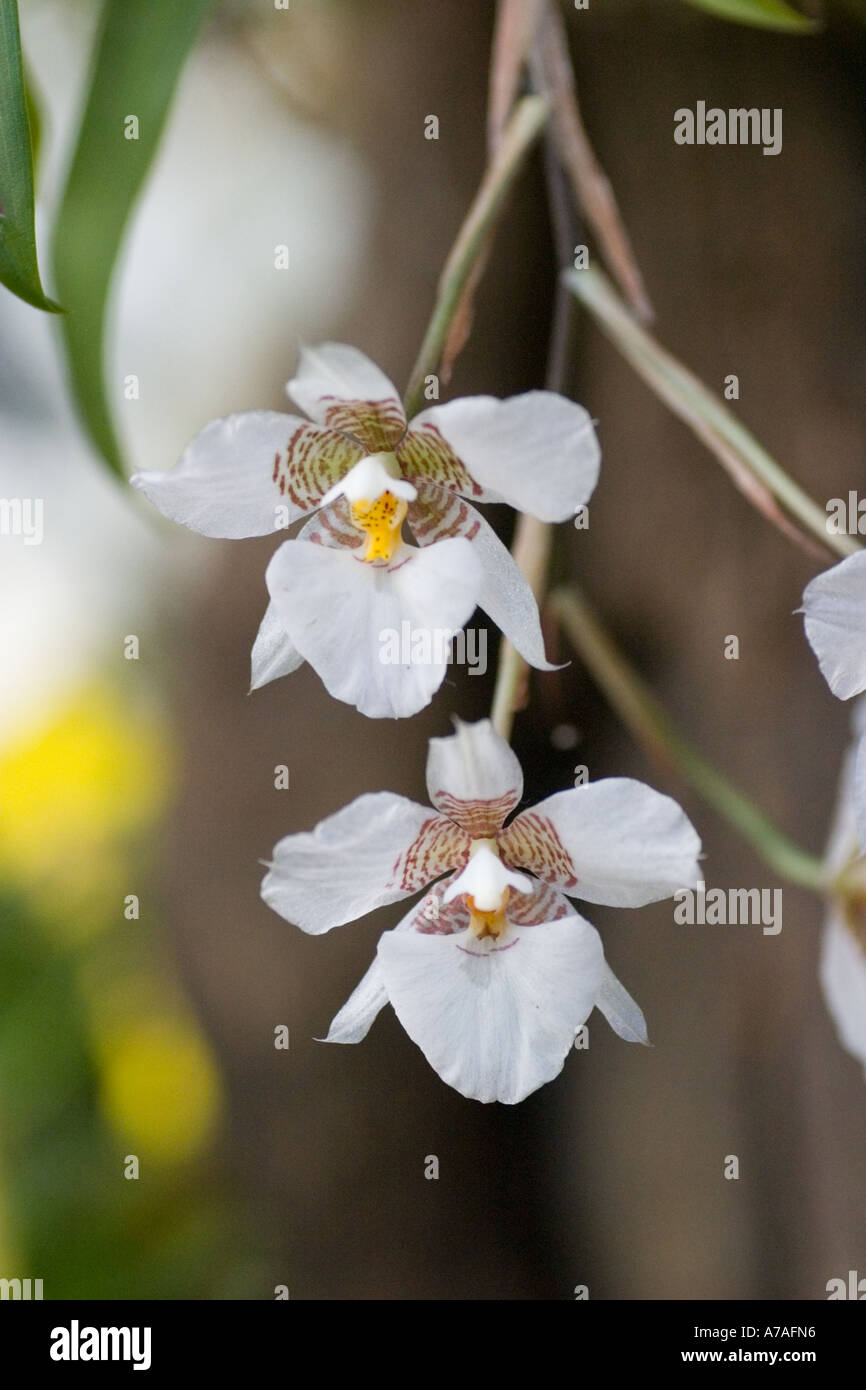 Orchid Lemboglossum cervantesii Stock Photo