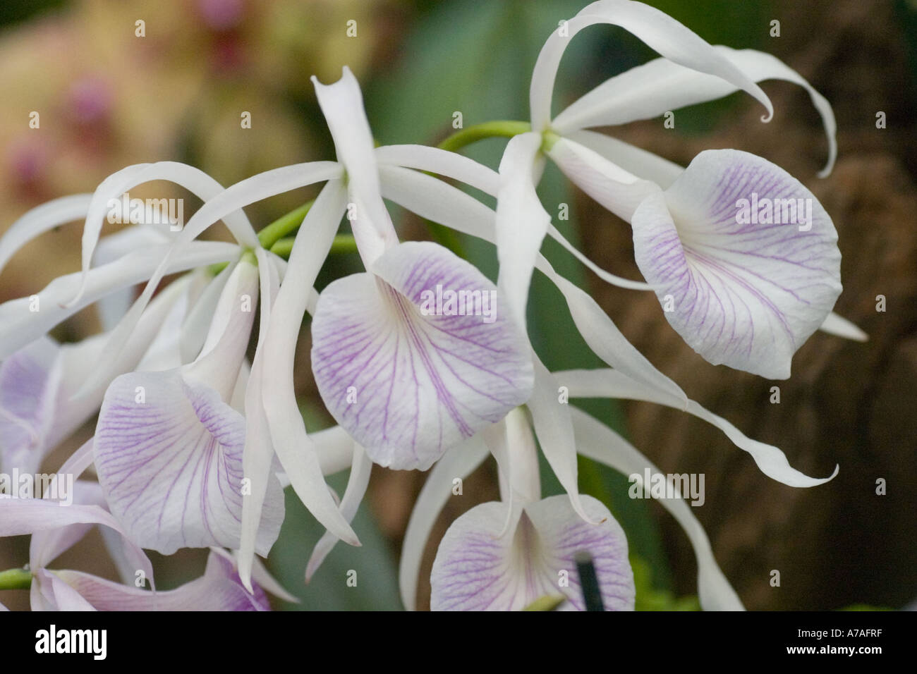 Orchid B.C Morning Glory Stock Photo