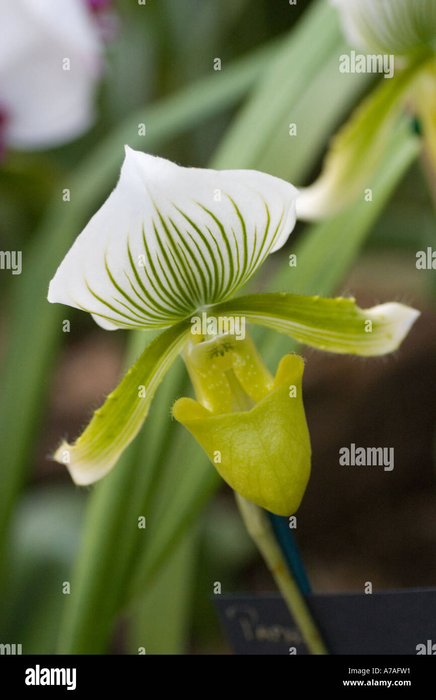 Orchid Paphiopedilum 'Clair De Lune' Stock Photo