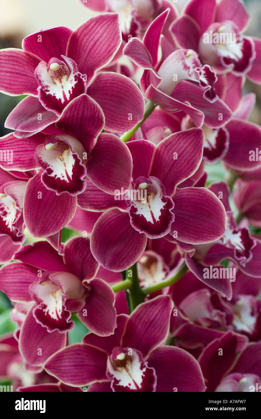 Orchid Cymbidium Vally Vampire 'Blood' Stock Photo