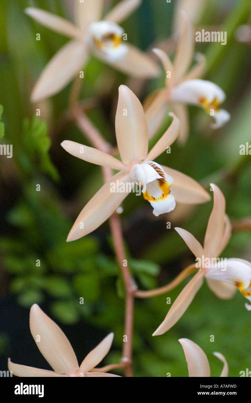 Orchid Coelogyne Fiaccida Stock Photo