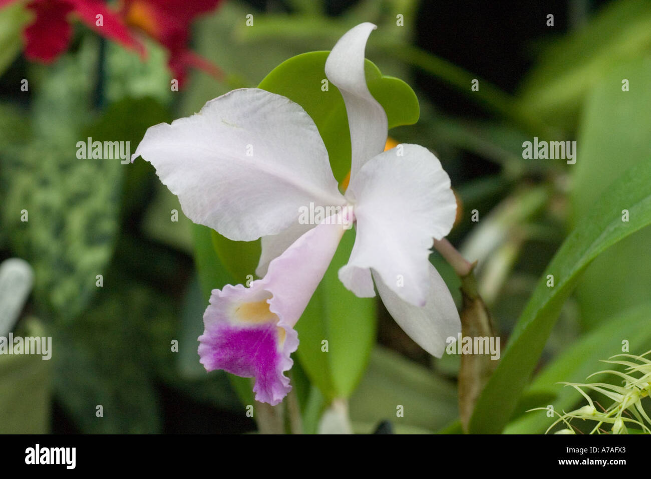 Orchid Cattleya Trianae Stock Photo