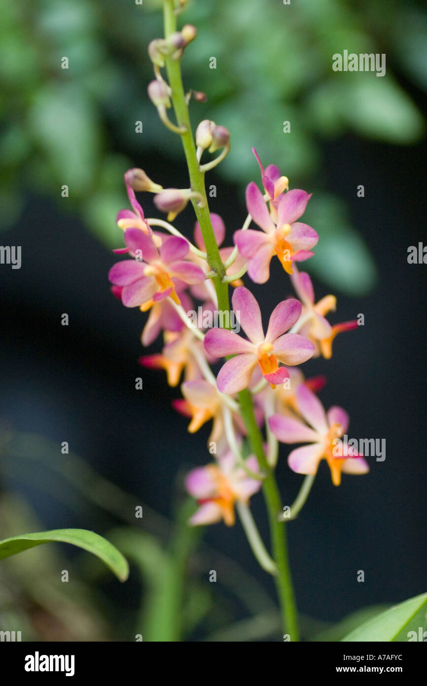 Orchid Ascocentrum Miniatum Stock Photo