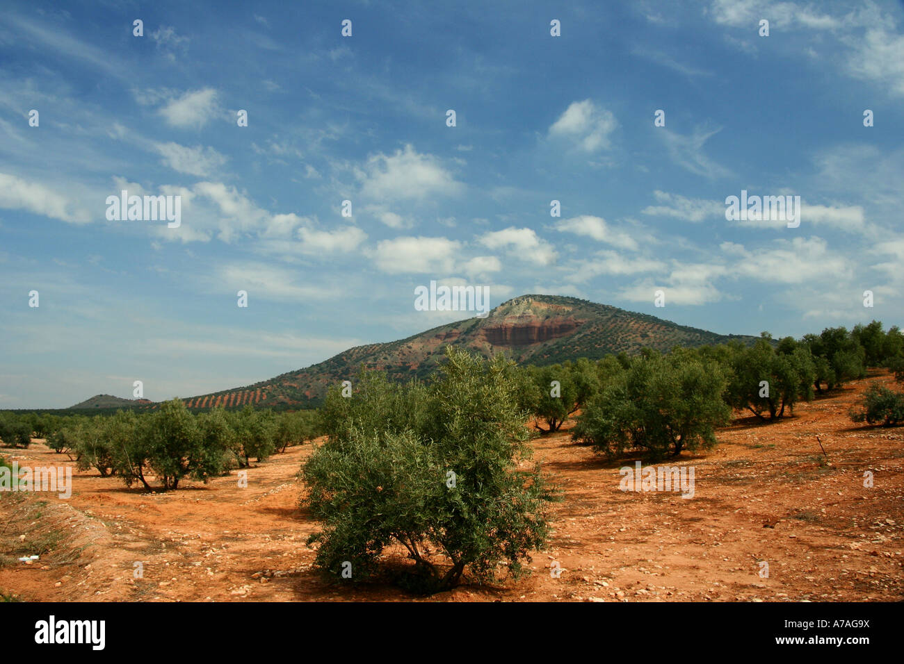 Landscape of olive trees in the province of Jaen (Spain) one of the most important olive oil producers in the world Stock Photo