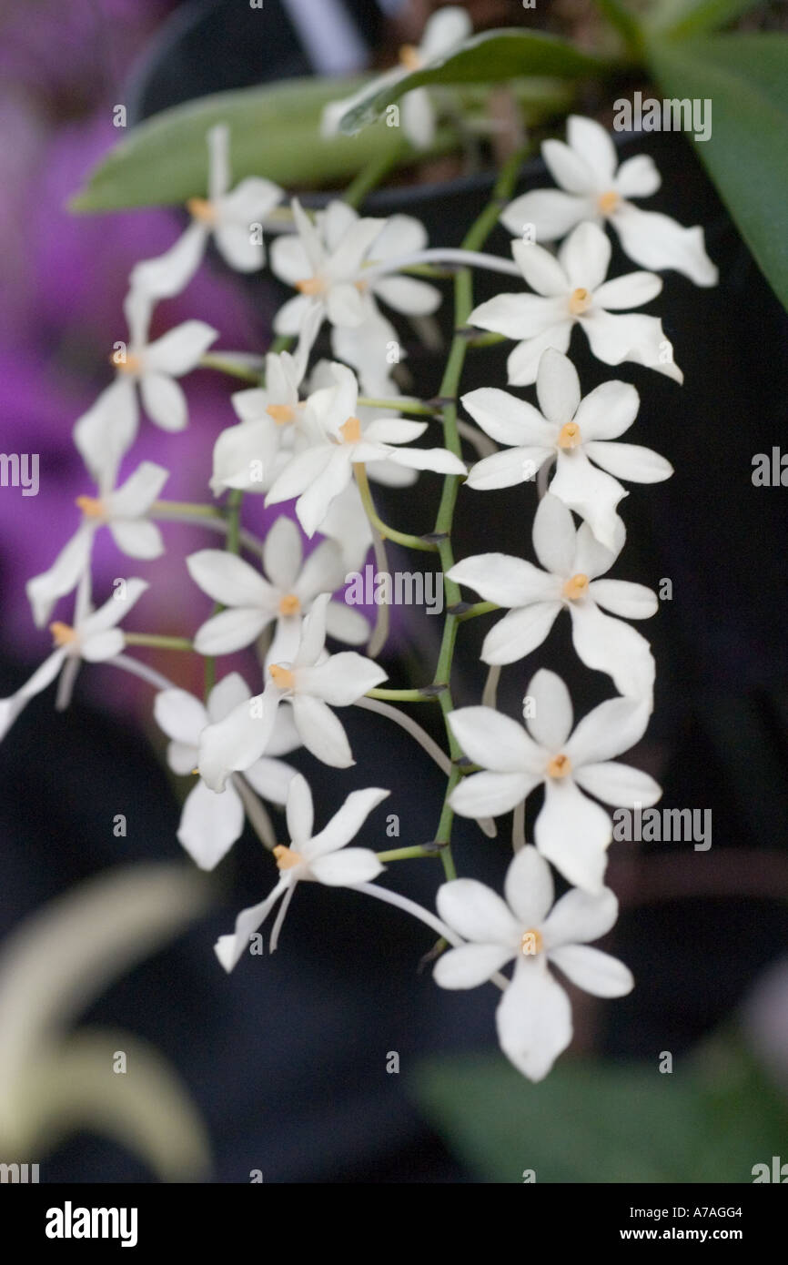 Orchid Aer Luteo-Alba x citrata Stock Photo
