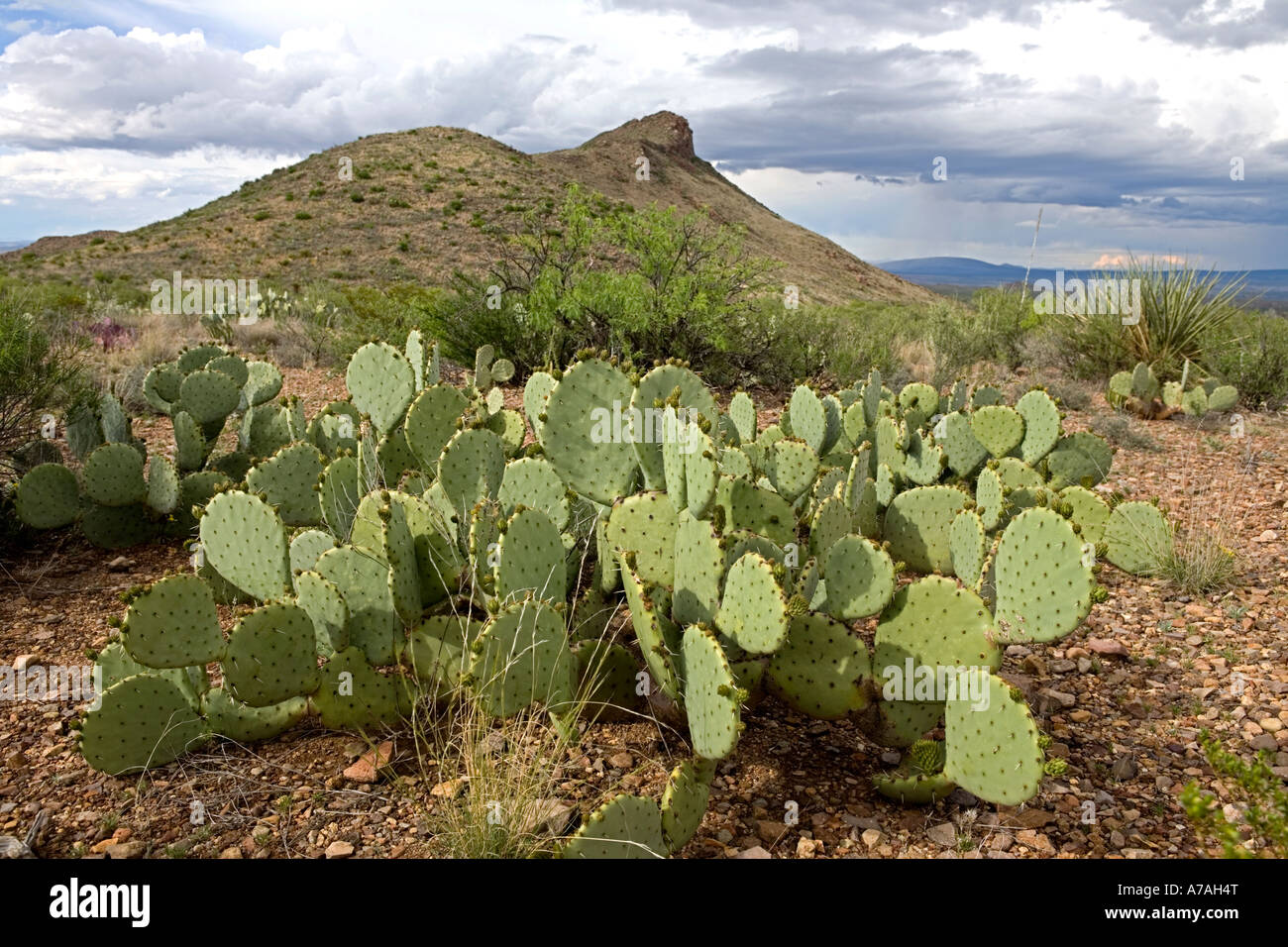 Prickly pear cactus in the Big Bend National Park West Texas Stock Photo