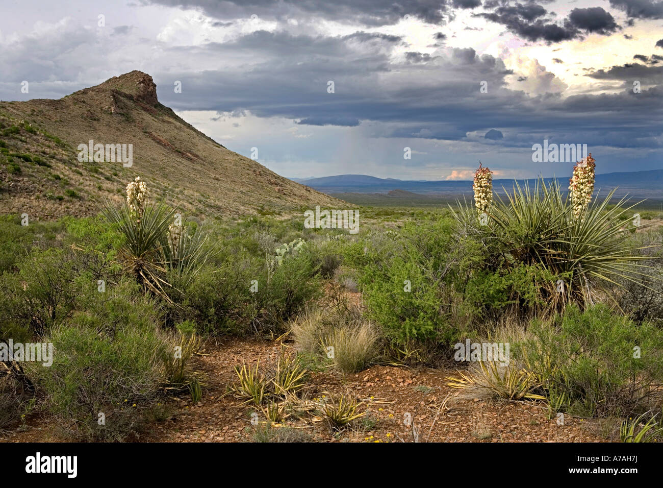 Blooming Yucca cactus in Big Bend National Park West Texas Stock Photo