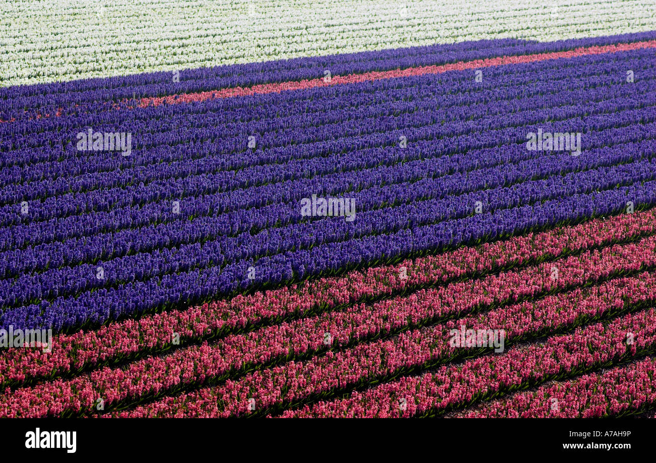 rows with colorful tulips as typical agriculture in Holland Stock Photo ...