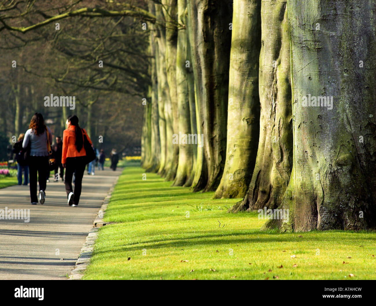 People walking by a row of mature beech trees in Keukenhof garden Stock Photo