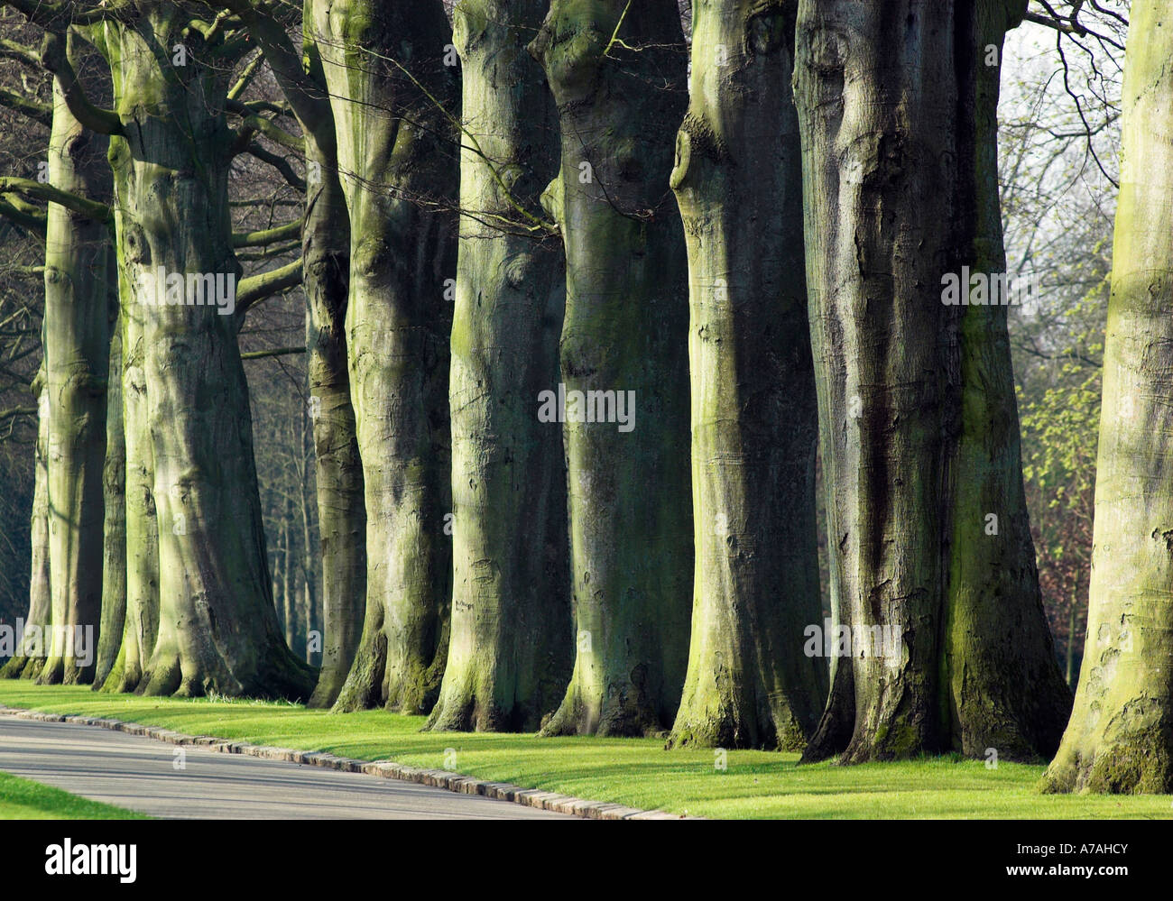 A row of mature beech trees in Keukenhof garden Stock Photo