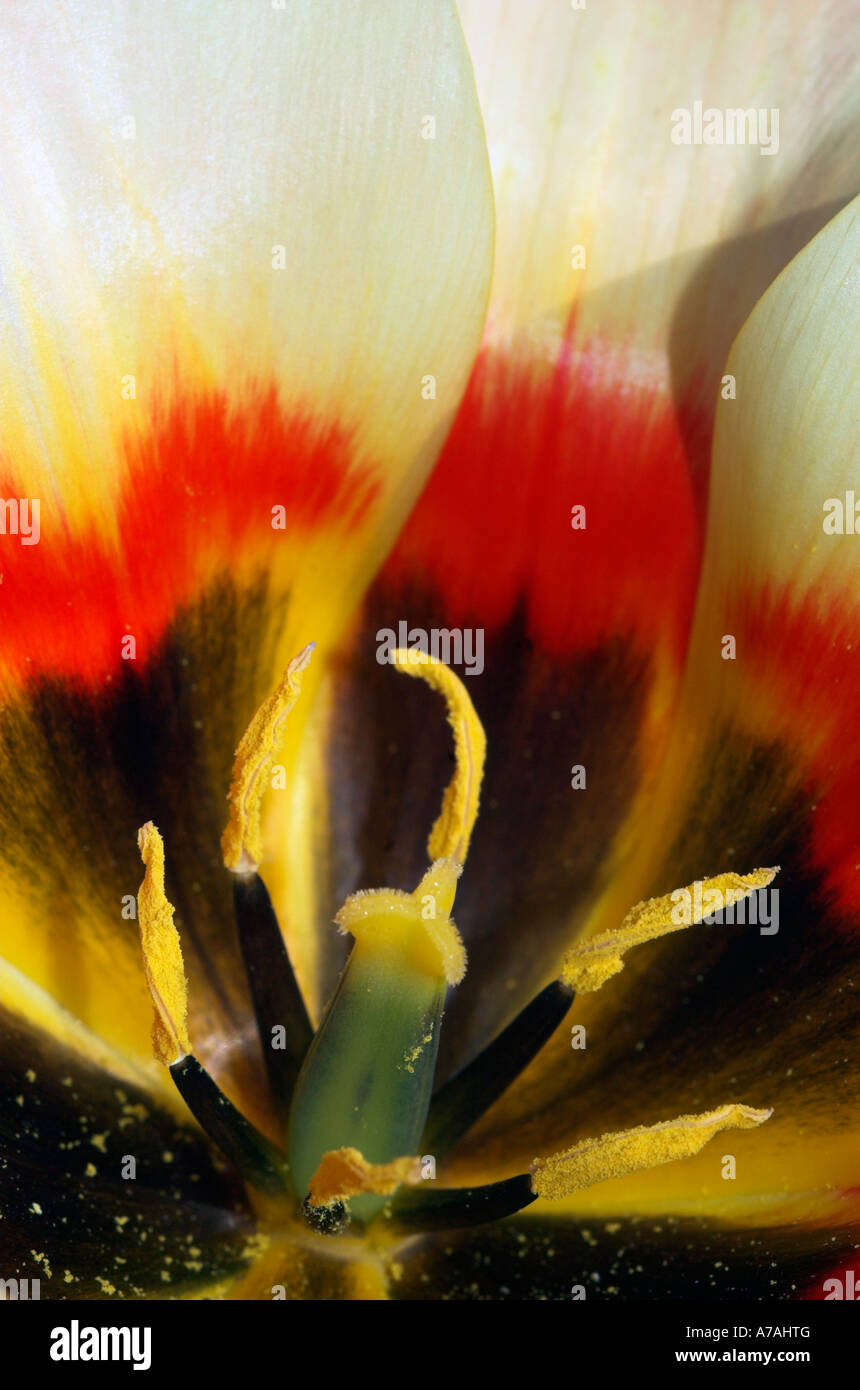 Detail of a tulip Stock Photo - Alamy