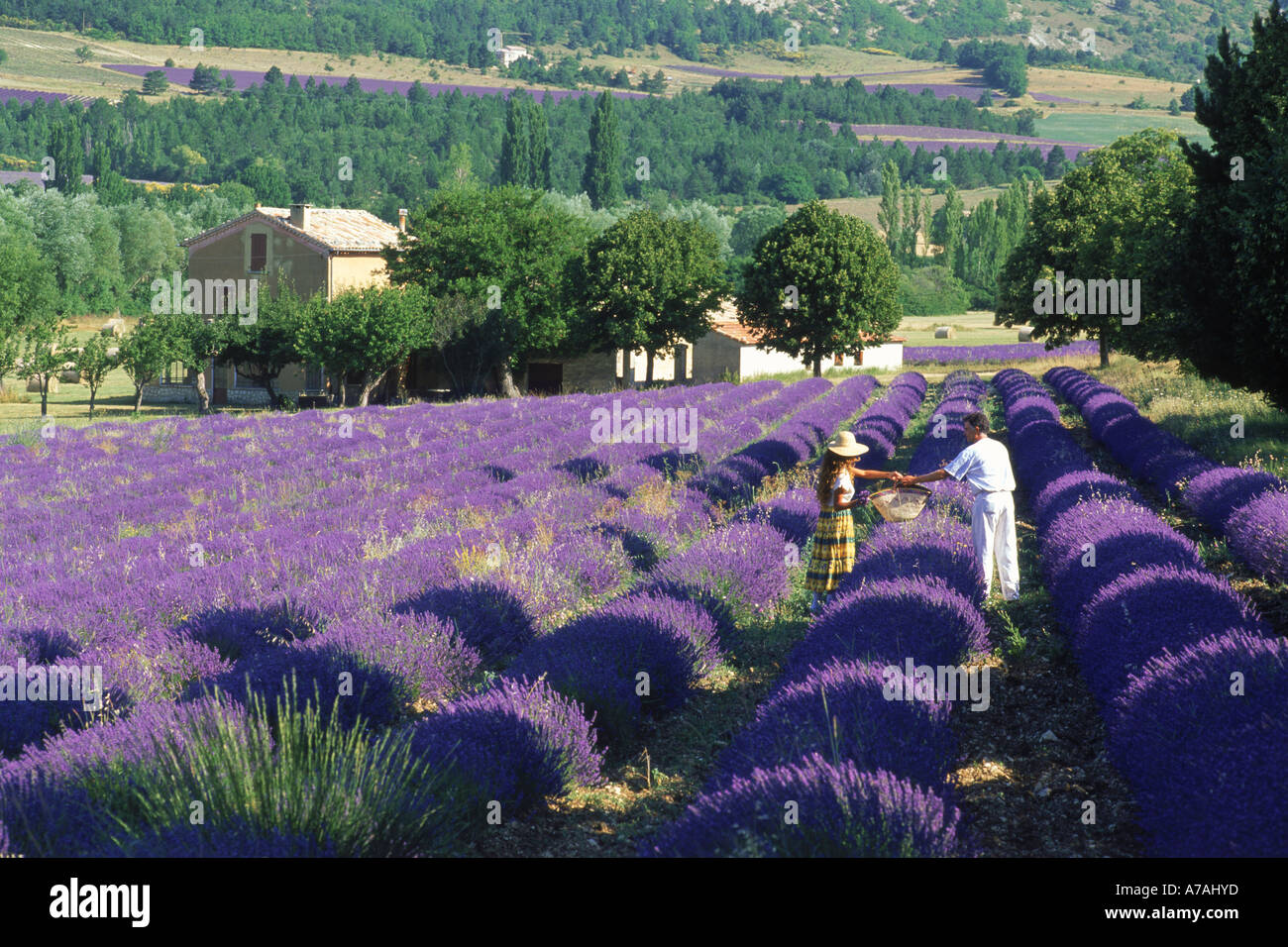 Man and woman in field of lavender in Provence near Villars, France Stock Photo