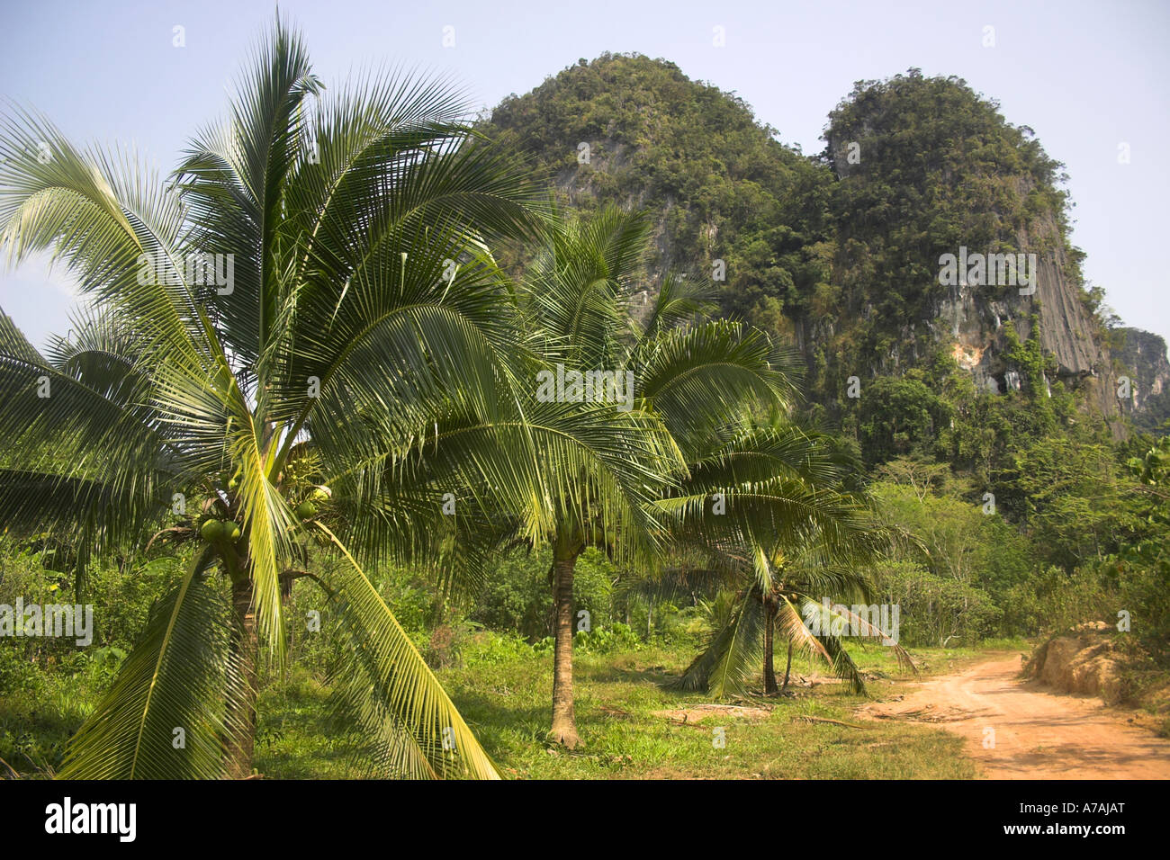Jungle Clearing High Resolution Stock Photography and Images - Alamy