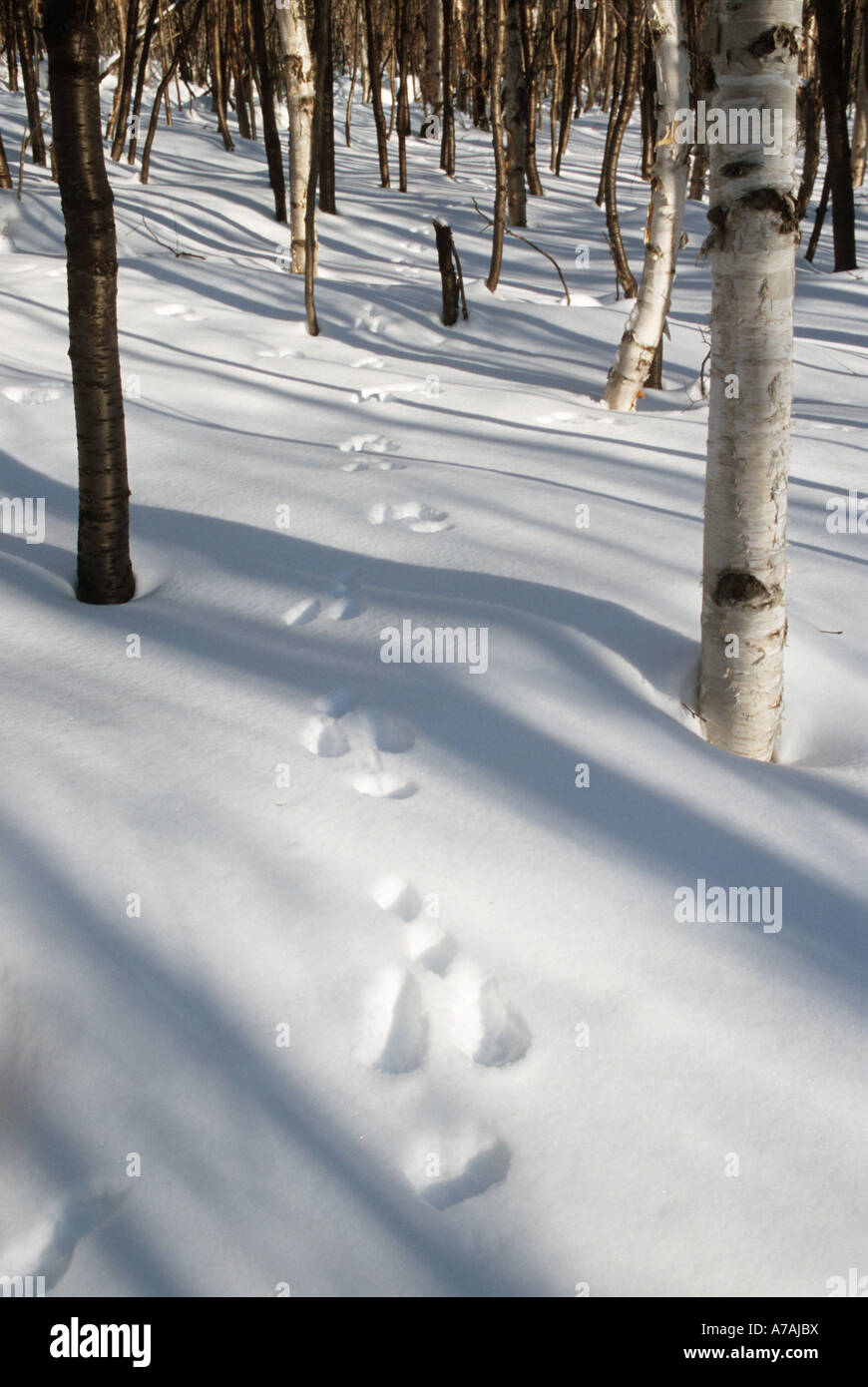 Animal tracks in the snow a forest in Quebec in winter Stock Photo