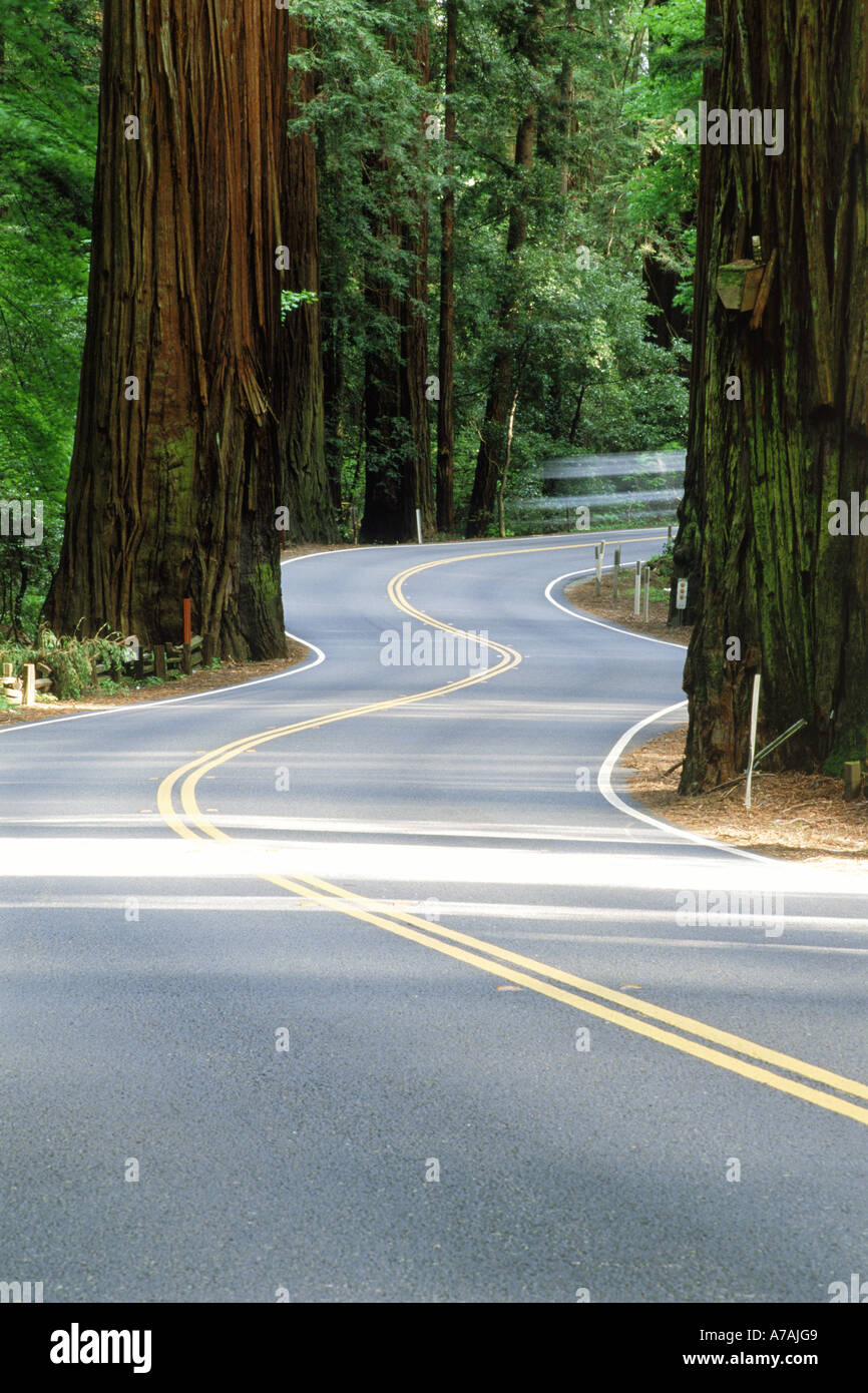Highway 101 winding through Redwood National Forest in Northern California Stock Photo