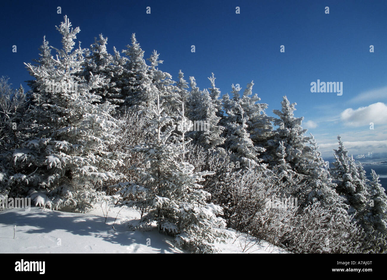 Dazzling white frosted trees against a deep blue sky Stock Photo - Alamy