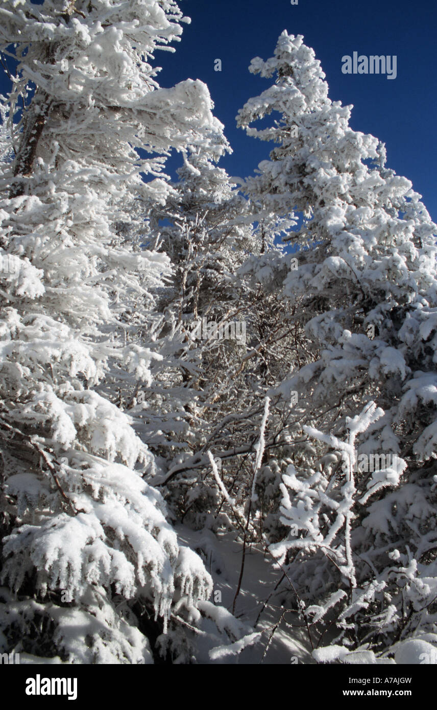 Dazzling white frosted trees against a deep blue sky Stock Photo - Alamy