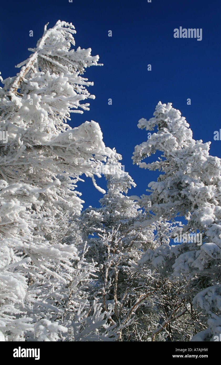 Dazzling white frosted trees against a deep blue sky Stock Photo - Alamy