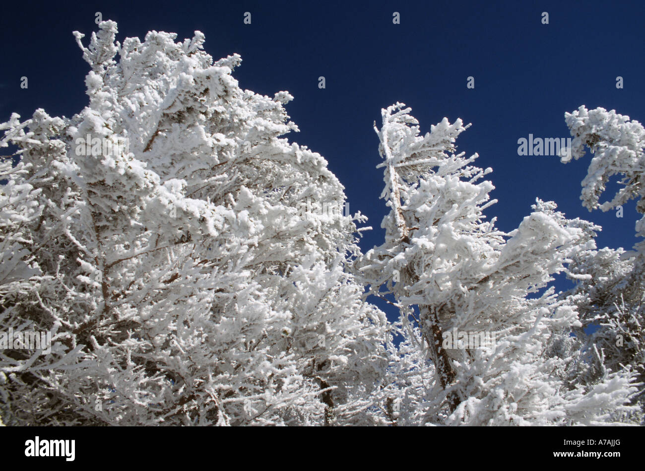 Dazzling white frosted trees against a deep blue sky Stock Photo - Alamy