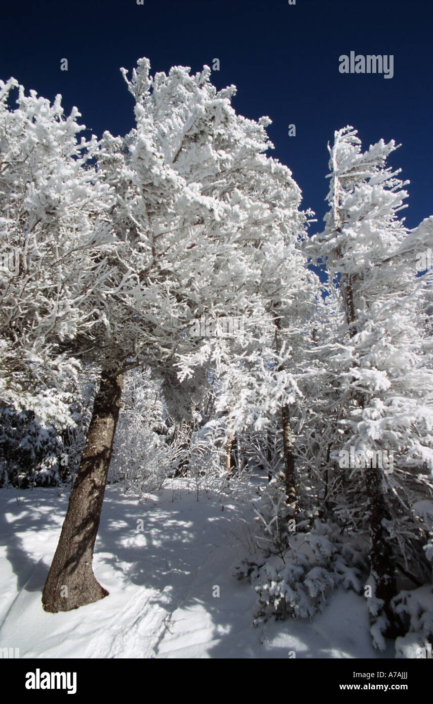 Dazzling white frosted trees against a deep blue sky Stock Photo - Alamy