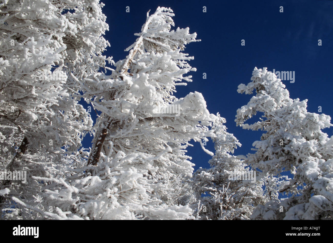 Dazzling white frosted trees against a deep blue sky Stock Photo - Alamy