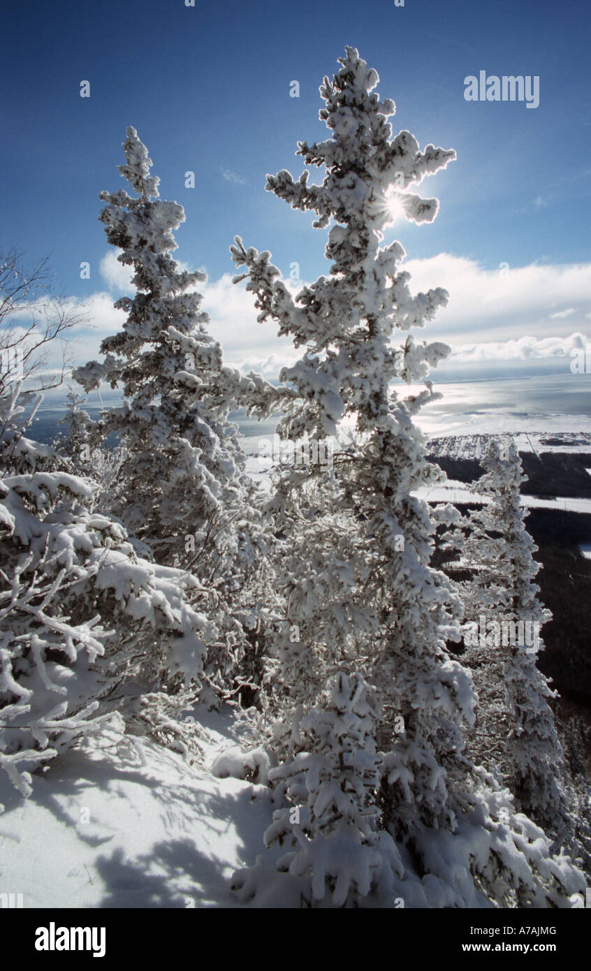 Dazzling white frosted trees against a deep blue sky Stock Photo - Alamy