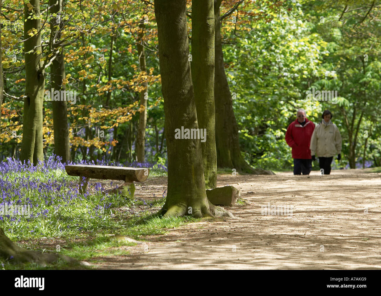 2 people (couple) walking (spring bluebells in flower, sunlit footpath, bench seat, deciduous woodland trees) - Middleton Woods, Ilkley, Yorkshire UK. Stock Photo