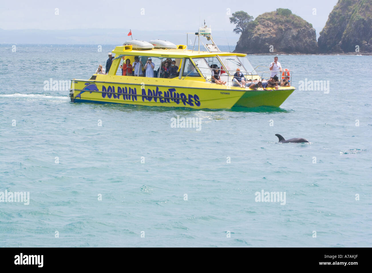 Paihia Bay of Islands New Zealand Bottle Nosed Dolphin Watching