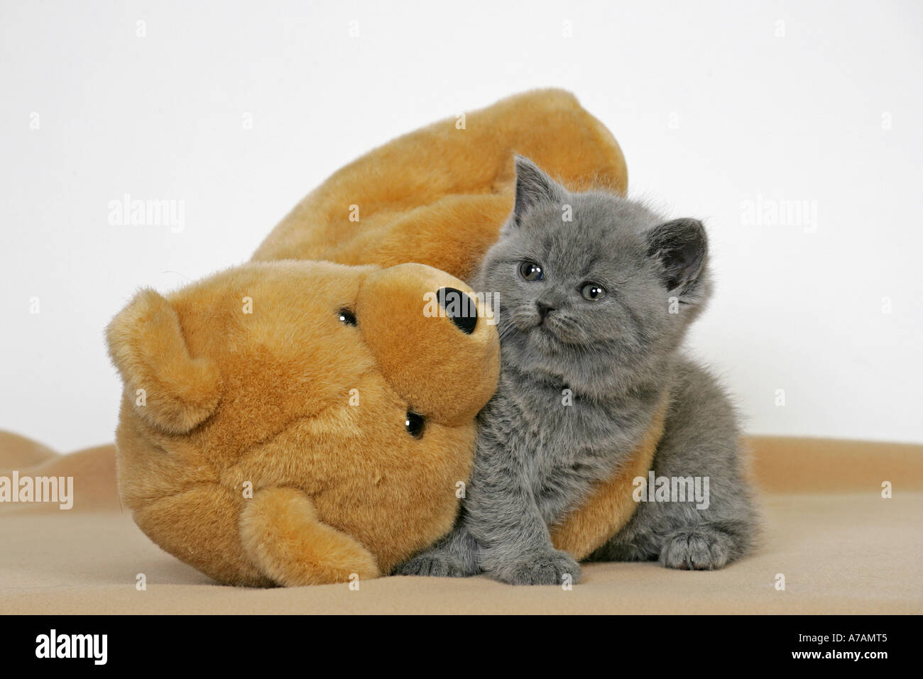 Cute kitten teddy bear hi-res stock photography and images - Alamy