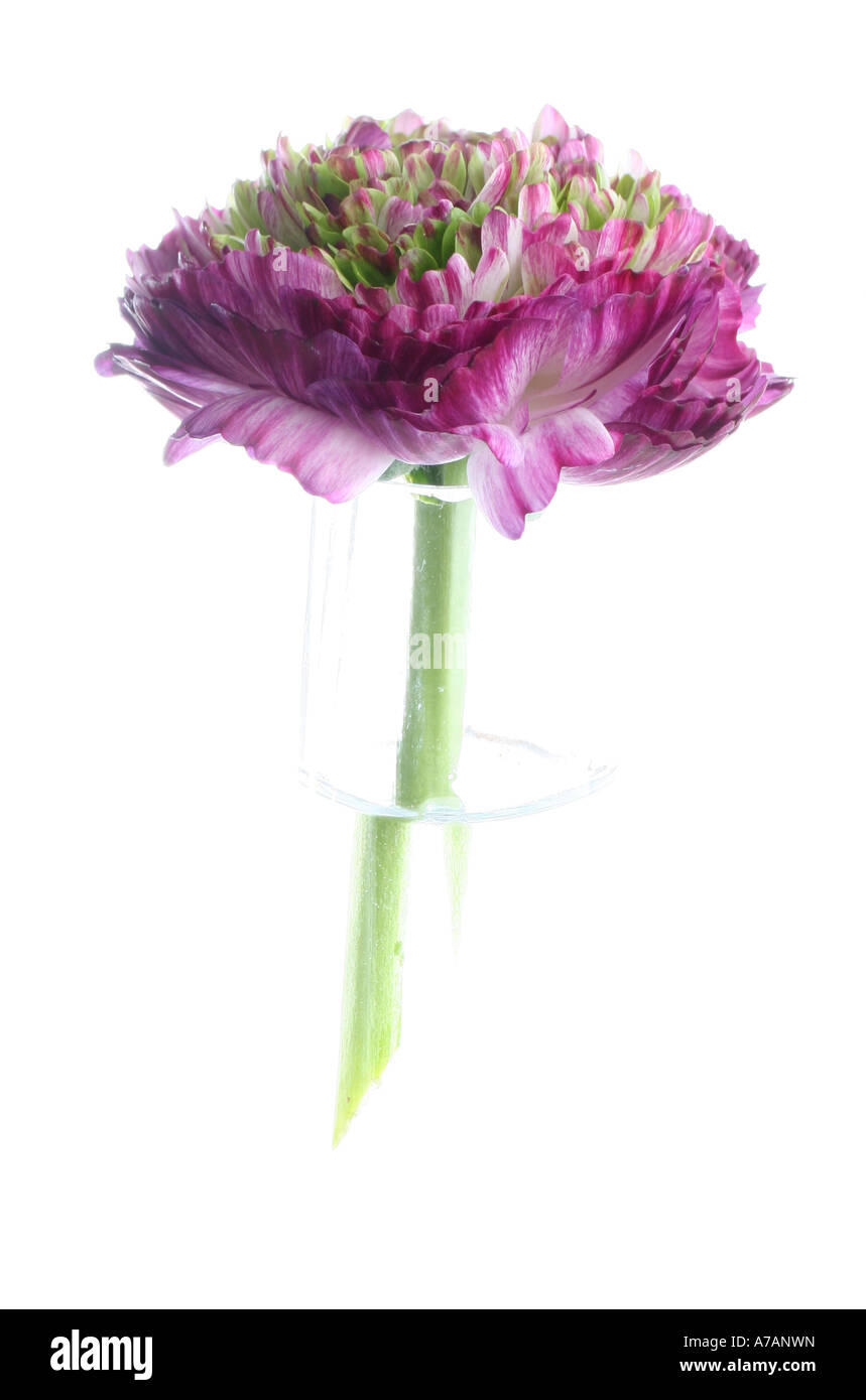 Single stemmed Ranunculus Accolade in a glass vase Stock Photo