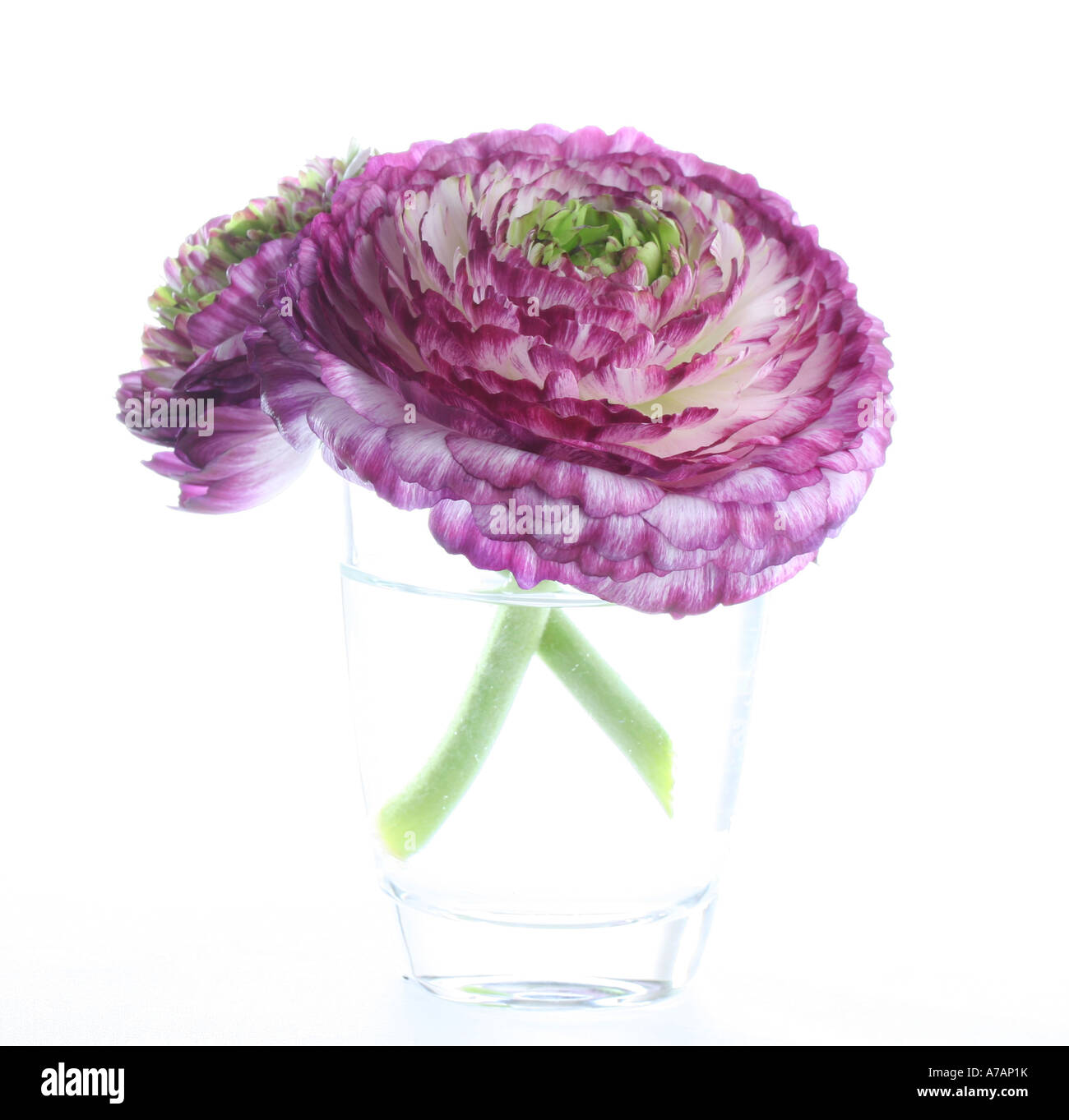 Two Ranunculus flower heads in a glass of water Stock Photo