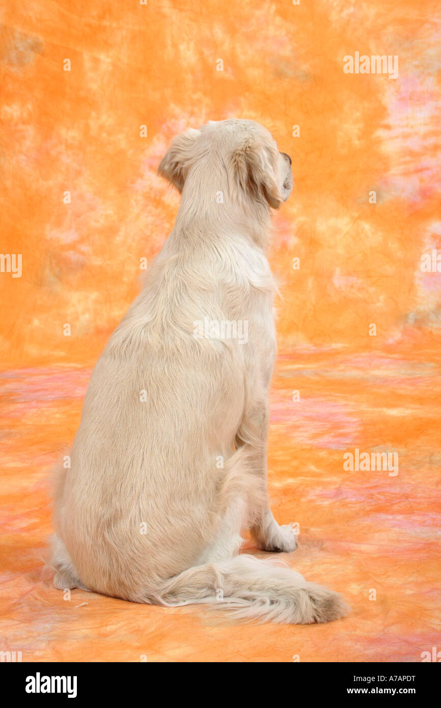 Vertical shot golden retriever hi-res stock photography and images - Alamy