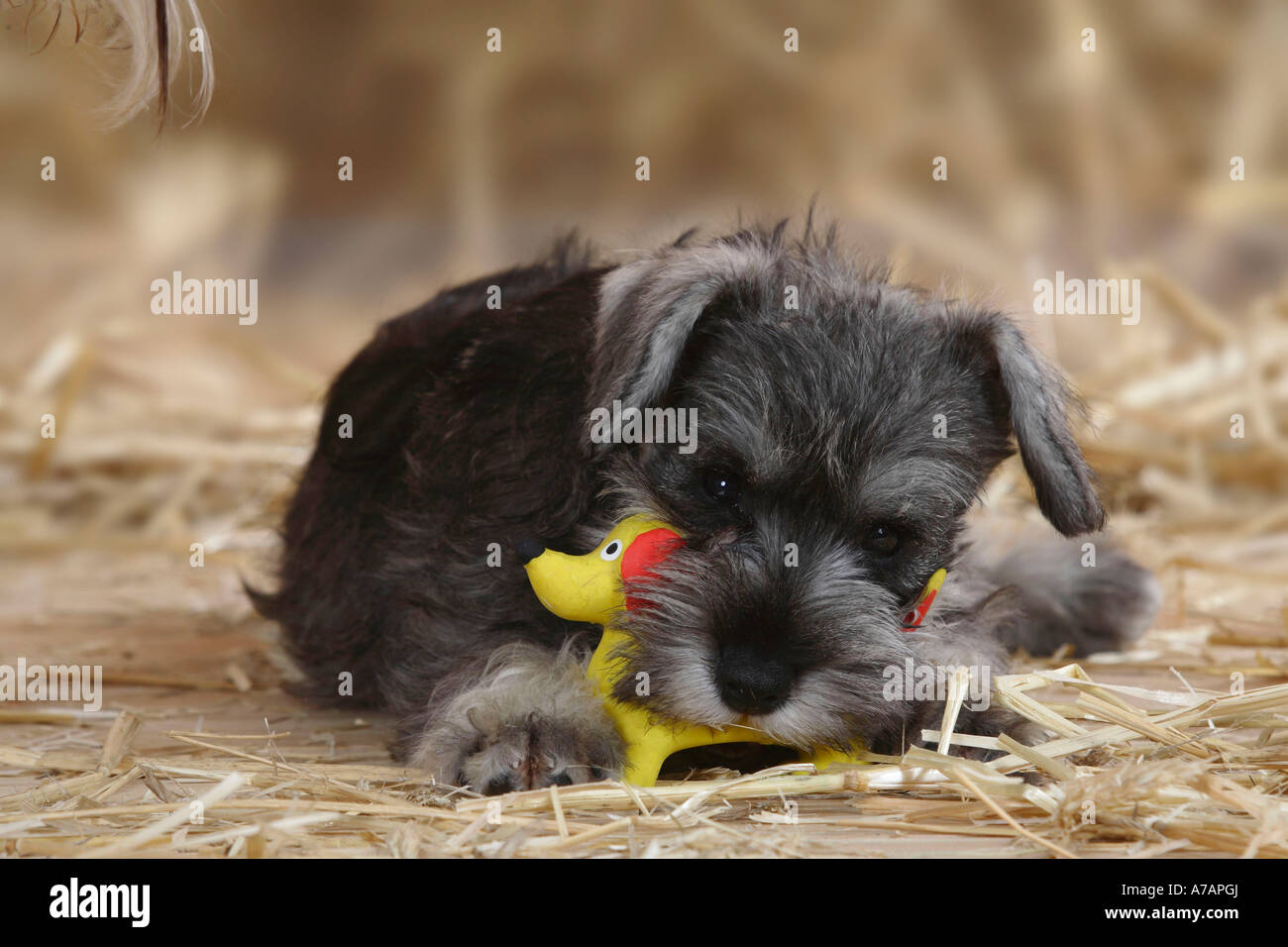 toy miniature schnauzer
