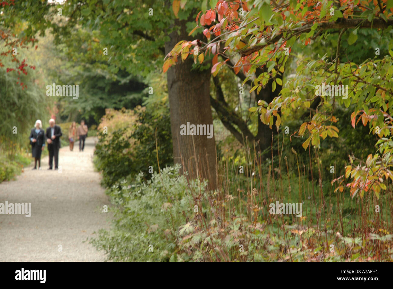 Baum tree Bäume trees Laub foliage leaves Parkallee parkway Menschen people Freizeit free time Spaziergang airing Stock Photo
